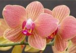 Leggi tutto: Phalaenopsis Brother