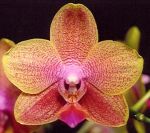 Read more: Phalaenopsis Bubbles