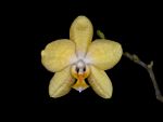 Read more: Phalaenopsis Golden Emperor 