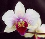 Leggi tutto: Phalaenopsis Kanaalweg