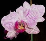 Read more: Phalaenopsis Langkawi