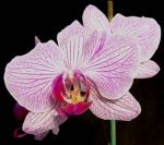 Leggi tutto: Phalaenopsis Langkawi