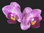 Read more: Phalaenopsis Little Aurora