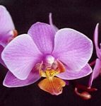 Read more: Phalaenopsis Oostport