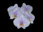 Read more: Phalaenopsis P 10