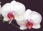 Read more: Phalaenopsis Powder Puff