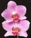 Read more: Phalaenopsis Sibu