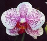 Read more: Phalaenopsis Winter Carnival  