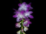 Read more: Rhynchostylis Chorchalood