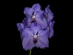 Leggi tutto: Vanda Kira