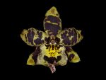 Read more: Odontoglossum Arlecchino