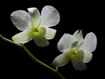 Read more: Dendrobium X' Mas White