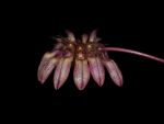 Leggi tutto: Bulbophyllum curtisii