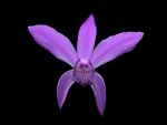 Read more: Bletilla striata