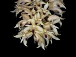 Read more: Xylobium leontoglossum