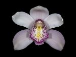 Read more: Cymbidium Peachlet Irene