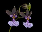 Read more: Oncidium cucullatum, var. nubigena