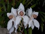 Read more: Cymbidium erithrostylum