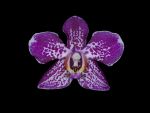 Read more: Phalaenopsis Labuan
