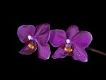 Leggi tutto: Phalaenopsis Rama