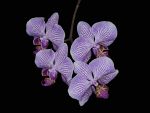 Read more: Phalaenopsis Fantastic Stripe