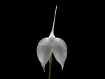 Read more: Masdevallia coccinea forma alba