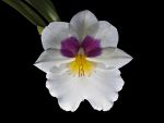 Leggi tutto: Miltoniopsis Lyceana