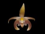 Read more: Bulbophyllum siamense