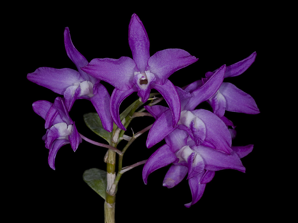 Dendrobium Kurenei